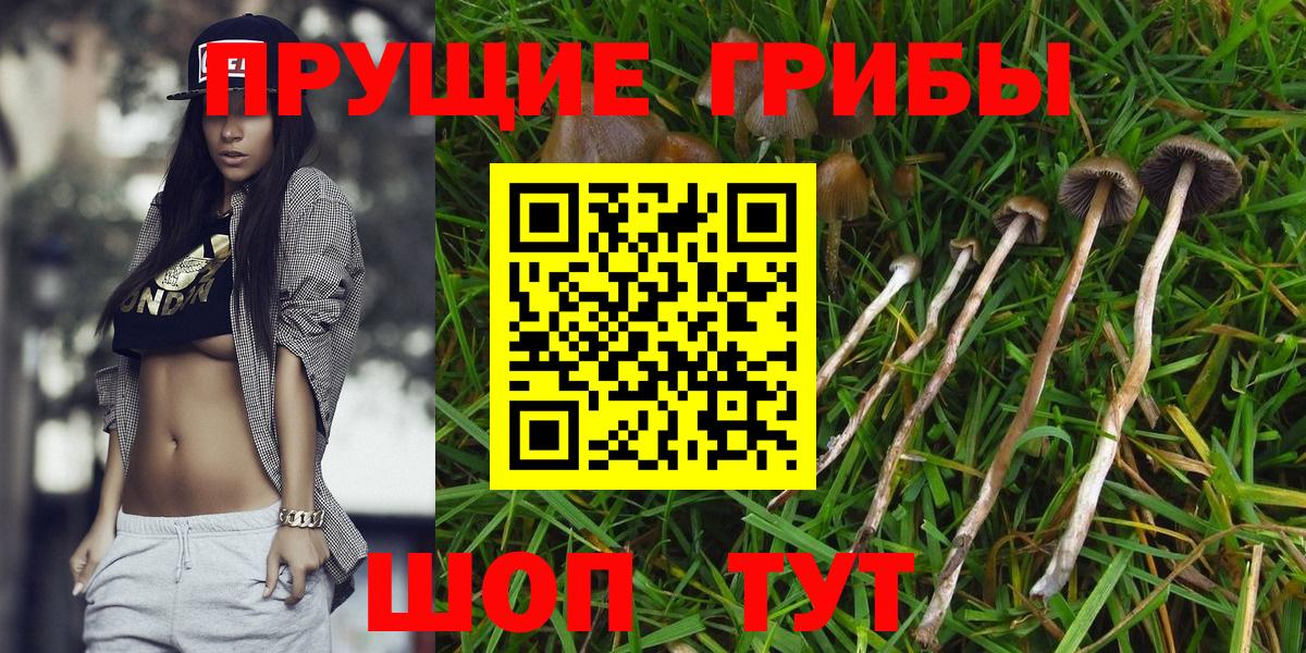 Псилоцибиновые грибы мухоморы  Галлюциногенные грибы Psilocybine cubensis  где купить наркотик  Вход с VPN  Отрадное 